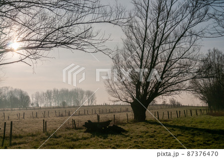 Flemish forest scene around sunset 87376470