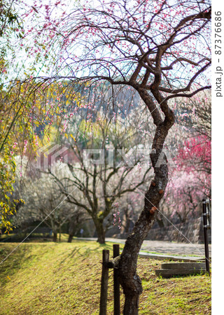 春に咲く花梅の花が咲く梅林公園 春に咲く花梅の花が咲く梅林公園 87376686