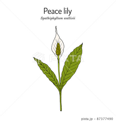 How To Draw A Peace Plant Peace Lily Step by Step Drawing Guide by Dawn   DragoArt