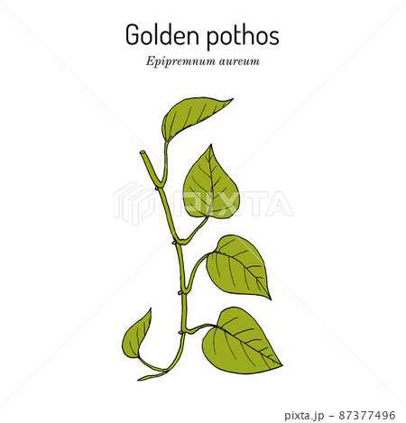 Golden pothos, or ivy arum Epipremnum aureum , house plant 87377496