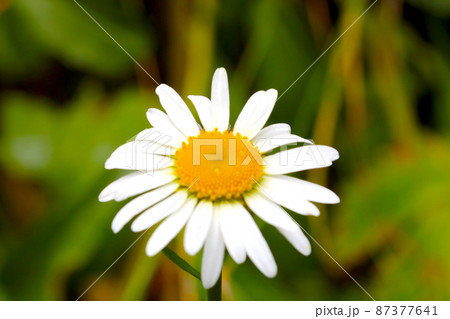 Blurry background, out of focus. Flowering white chamomile in the meadow. 87377641
