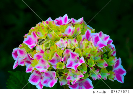 A bud of flowering hydrangeas in the park in the summer. A bud of flowering hydrangeas in the park in the summer. 87377672