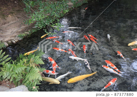 栗林公園　錦鯉　舟蔵跡　香川県高松市 87377880