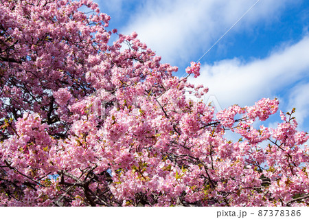 早春に咲くの美しい河津桜 87378386