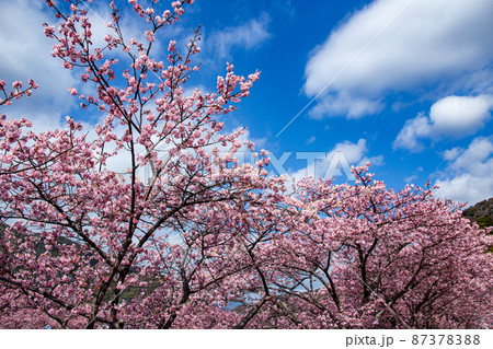 早春に咲くの美しい河津桜 87378388