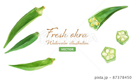 新鮮なオクラの水彩イラストセット。夏野菜。（ベクター） 87378450