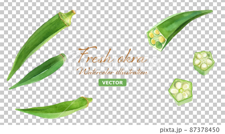 新鮮なオクラの水彩イラストセット。夏野菜。（ベクター） 87378450