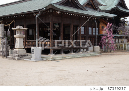 梅林で有名な兵庫県・明石市の御厨神社の枝垂れ梅 梅林で有名な兵庫県・明石市の御厨神社の枝垂れ梅 87379237
