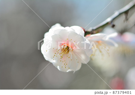 梅の花 87379401