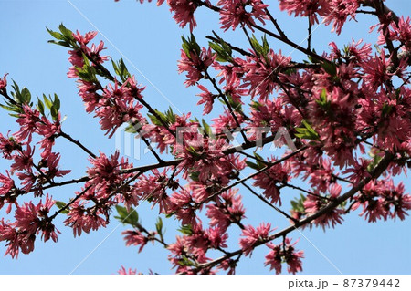 季節の行事に使われて暮らしのひとこまを彩る菊桃 季節の行事に使われて暮らしのひとこまを彩る菊桃 87379442