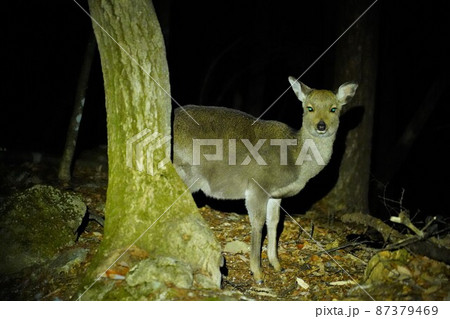 冬の甲斐駒ヶ岳黒戸尾根に現れた野生の鹿 87379469