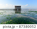宮島　令和の大改修 87380052
