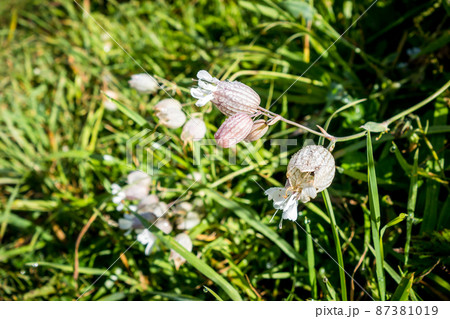 Bladder Campion - Silene Vulgaris - close-up view in Haute Savoie, France Bladder Campion - Silene Vulgaris - close-up view in Haute Savoie, France 87381019
