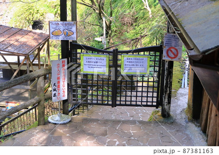 河津七滝めぐり 87381163