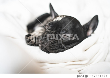 head of sleeping black and white french bulldog puppy on the white blanket head of sleeping black and white french bulldog puppy on the white blanket 87381753