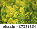 菜の花 87381864