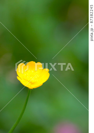 Buttercup is a genus of annual or perennial herbaceous plants of the Buttercup family. Water or ground herbs with caustic and sometimes poisonous juice. Buttercup is a genus of annual or perennial herbaceous plants of the Buttercup family. Water or ground herbs with caustic and sometimes poisonous juice. 87382245