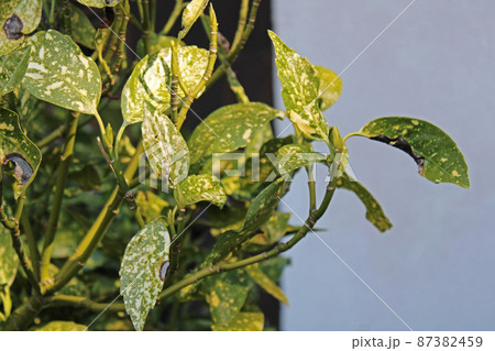 Winter morning and the garden decorative plants in a countryside surrounding Zagreb, Croatia 87382459