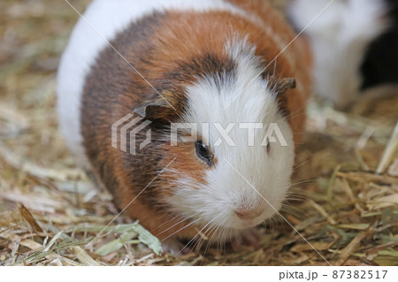 モルモット 87382517