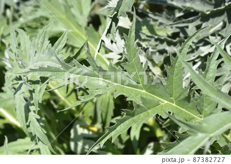 Artichoke thistle Artichoke thistle 87382727
