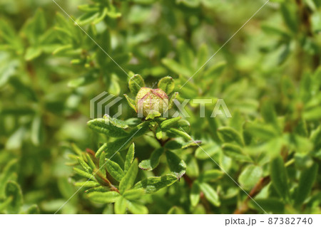Shrubby Cinquefoil Bellissima 87382740