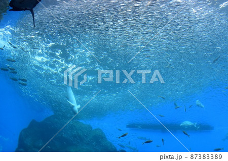 うみの杜水族館 大水槽 いわしの渦とスナメリ うみの杜水族館 大水槽 いわしの渦とスナメリ 87383389
