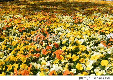ビオラの花 ビオラの花 87383456