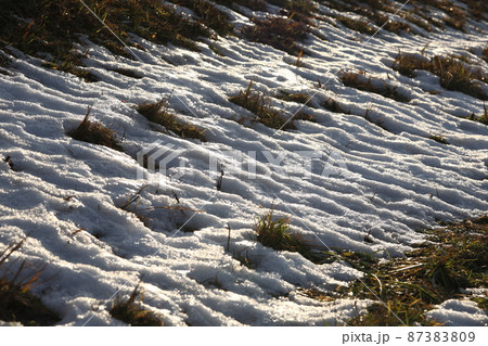 堤防の側面の雪がとけてでこぼこになって連なっている 87383809