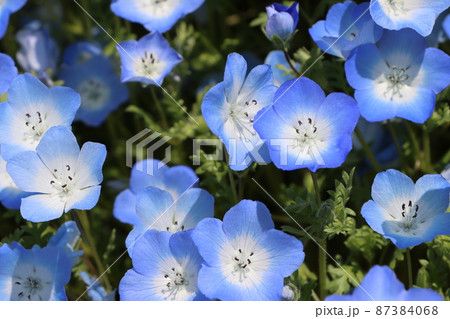 鮮やかなスカイブルーが印象的なネモフィラの花 鮮やかなスカイブルーが印象的なネモフィラの花 87384068