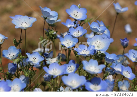 よく見るとそれぞれに個性のある顔ネモフィラの花 87384072