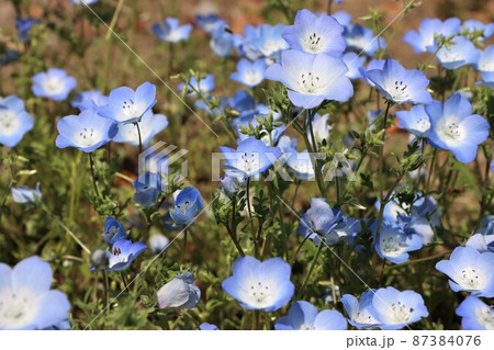 可愛いネモフィラの花のアップ 可愛いネモフィラの花のアップ 87384076