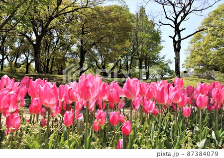 春の日差しを浴びて立体的なチューリップの花々 87384079