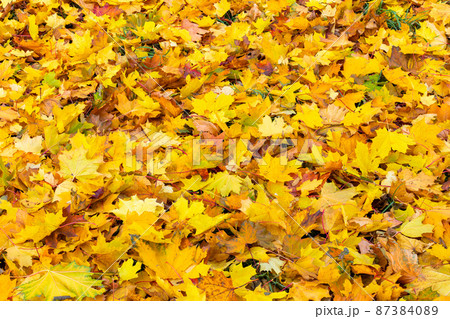 fallen autumn maple leaves on the ground full-frame background at cloudy day fallen autumn maple leaves on the ground full-frame background at cloudy day 87384089