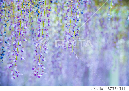 爽やかな香りを放つ満開の藤の花 爽やかな香りを放つ満開の藤の花 87384511