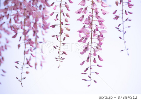 爽やかな香りを放つ満開の藤の花 爽やかな香りを放つ満開の藤の花 87384512