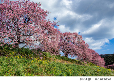 早春の美しい河津桜　(南伊豆町） 87384858