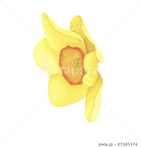 Daffodil isolated on white background. Watercolor hand drawing illustration. Art for decoration and design 87385374