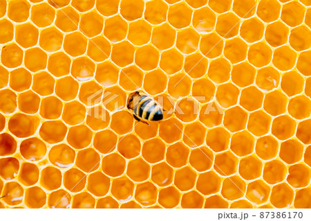 Background texture and pattern of a section of wax honeycomb from a bee hive filled with golden honey i Background texture and pattern of a section of wax honeycomb from a bee hive filled with golden honey i 87386170
