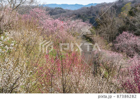 まさに百花繚乱の梅の花「梅の里公園」 87386282
