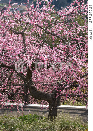 木の姿が独特で美しい桃色の梅の花。津山市「梅の里公園」 87386284