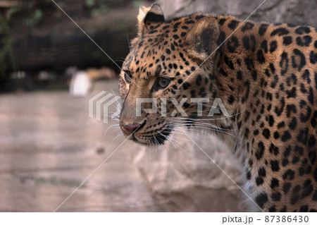 アムールヒョウ アムールヒョウ 87386430