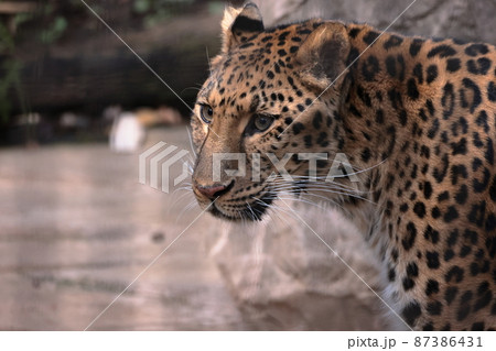 アムールヒョウ アムールヒョウ 87386431