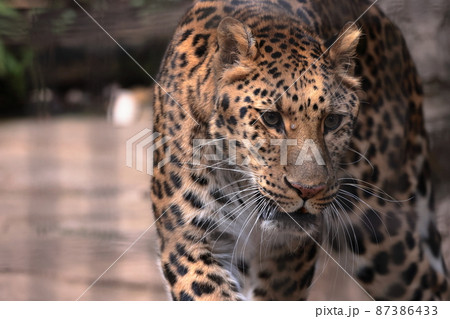 アムールヒョウ アムールヒョウ 87386433