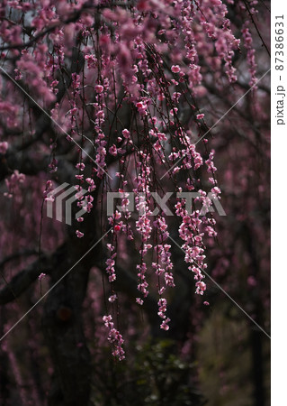 暗い背景に浮かび上がる光をうけたしだれ梅の花。津山市「梅の里公園」 暗い背景に浮かび上がる光をうけたしだれ梅の花。津山市「梅の里公園」 87386631