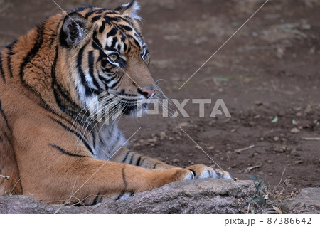 スマトラトラ 87386642