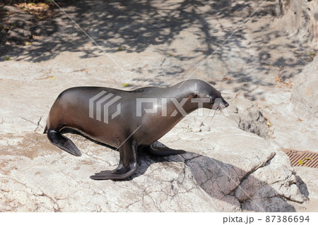 ミナミアフリカオットセイ 87386694