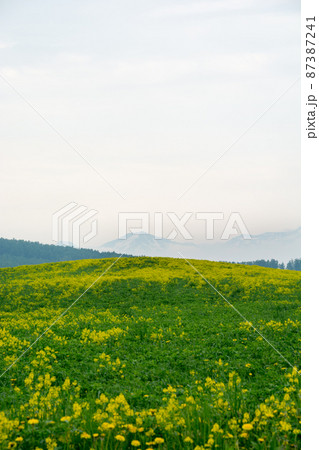 黄色い花が満開の丘と山並み 黄色い花が満開の丘と山並み 87387241