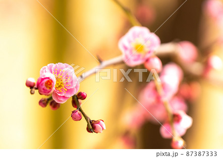 紅梅 紅梅 87387333