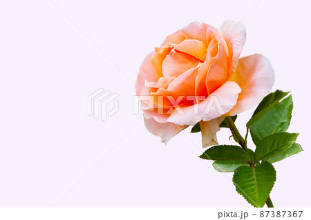 Close-up beautiful rose flower Close-up beautiful rose flower 87387367