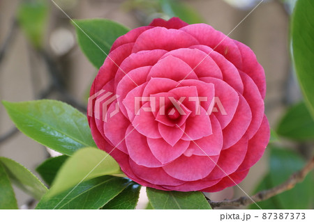 八重咲の椿の花 87387373